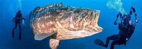 The Gentle Giant: Goliath Grouper — Coral Key Scuba and Travel Denver