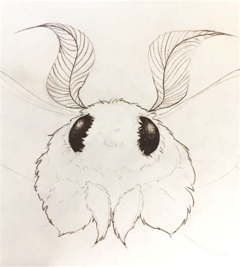 fluffy cute moth | Tumblr | Moth drawing, Moth art, Cute moth