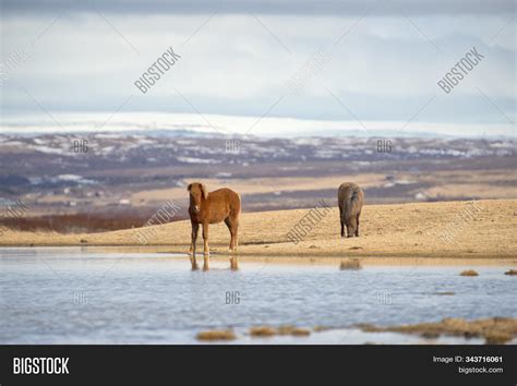 Icelandic Horse Breed Image & Photo (Free Trial) | Bigstock