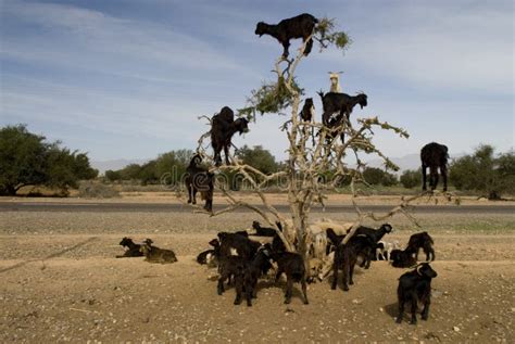 Black Goats in an Argan Tree Stock Photo - Image of field, blue: 6734528