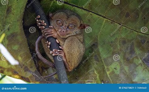 Portrait of Tarsier Monkey (Tarsius Syrichta) in Natural Jungle ...