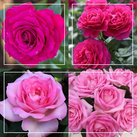 Pink Bouquet Collection – Heirloom Roses