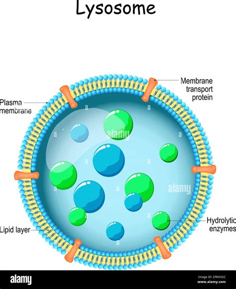 Lysosome. Anatomy of the Lysosome: Hydrolytic enzymes, Membrane and transport proteins ...