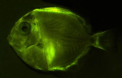 Picture of the Week: Biofluorescing Fish