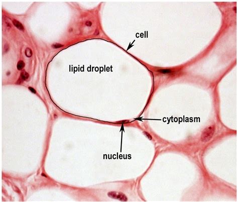 Adipose (connective tissue) Diagram | Quizlet