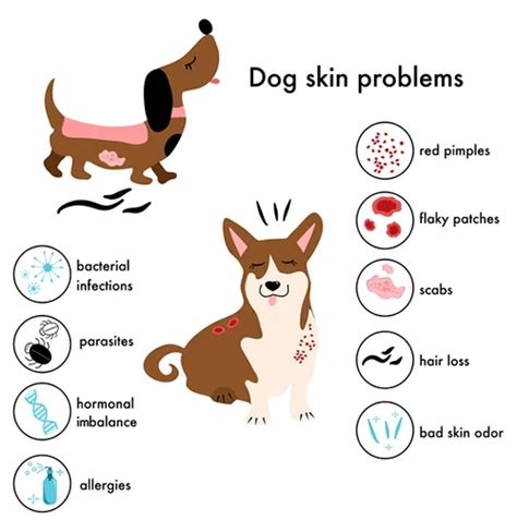 6 Symptoms of Allergies in Dogs in Winter Haven, FL | Veterinary ...