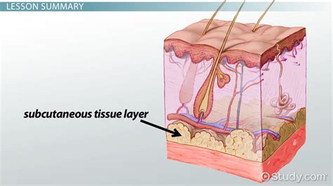 Subcutaneous Layer of the Skin | Definition, Location & Function - Lesson | Study.com