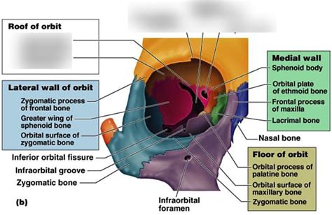 Boundaries of Bony Orbit - Roof of Orbit Diagram | Quizlet