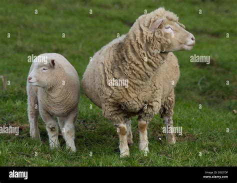 Ewe with lamb Stock Photo - Alamy