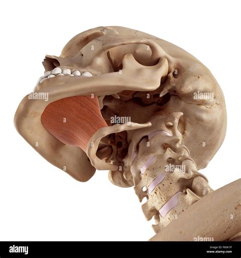 Mylohyoid muscle hi-res stock photography and images - Alamy