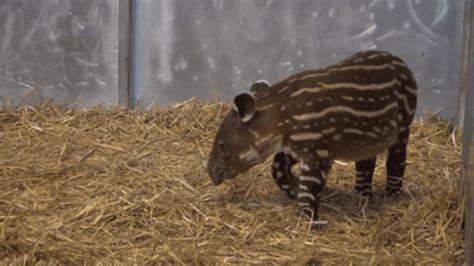 Tapir GIFs - Find & Share on GIPHY