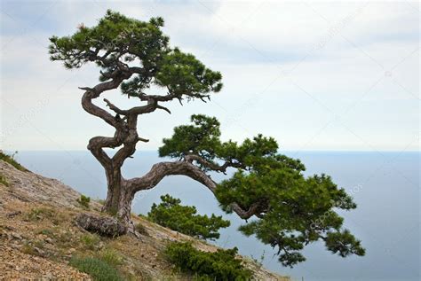 Juniper tree — Stock Photo © wildman #4651576