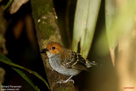 Common Scale-backed Antbird 1 - alphabetic order by Richard Parsemain ...