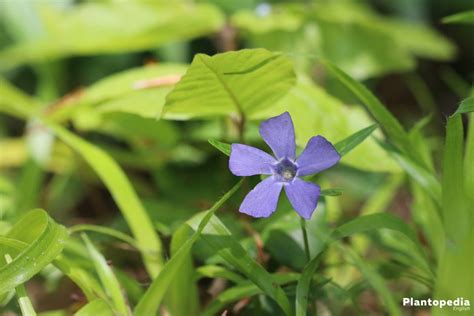 Growing Periwinkle, Vinca Minor – How to Care for this Ground Cover - Plantopedia