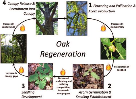 Oak Tree Growth Stages