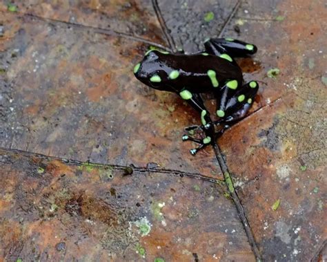 Green and black poison dart frog - Facts, Diet, Habitat & Pictures on Animalia.bio