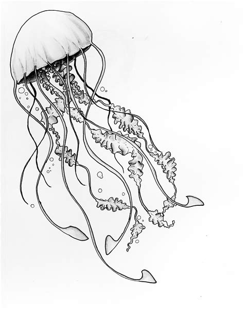 Realistic Jellyfish Drawing at PaintingValley.com | Explore collection of Realistic Jellyfish ...