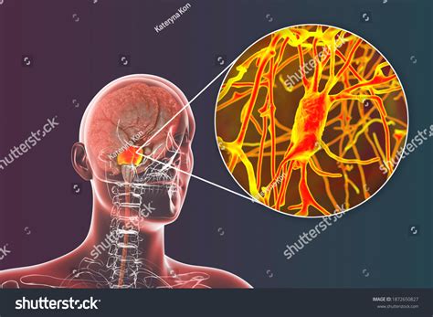 Human Brain Highlighted Pons Varolii Closeup Stock Illustration ...