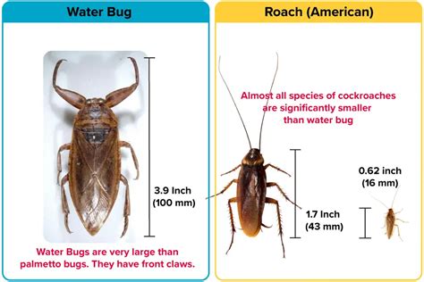 Water Bug vs. Roach [15 Differences] | APB