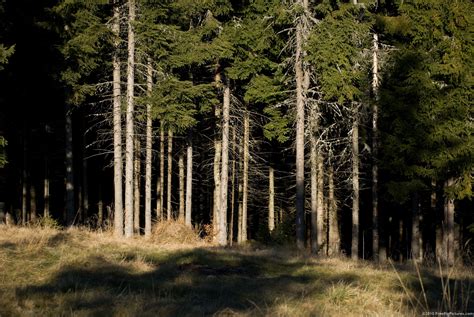 Forest Edge – FREEBigPictures.com