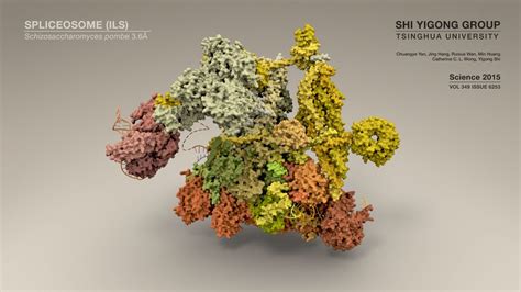 Structure of a Spliceosome: Molecular Framework for Understanding Pre-mRNA Splicing – Beauty of ...