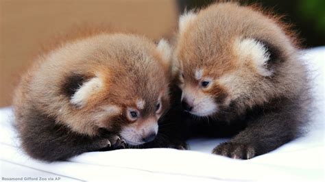 Rosamond Gifford Zoo announces welcomes twin red panda cubs - ABC7 New York