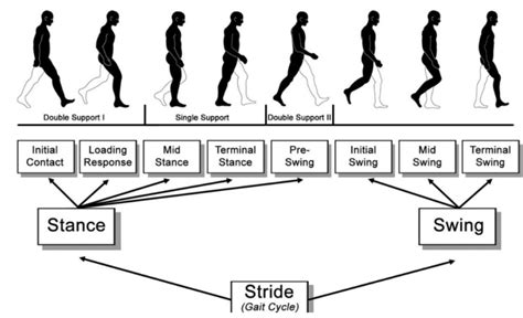 Gait cycle Diagram | Quizlet