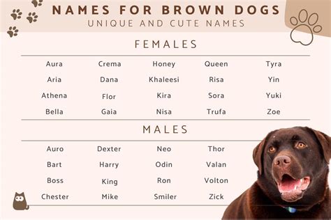 Creative And Catchy: Names For Tan Dogs