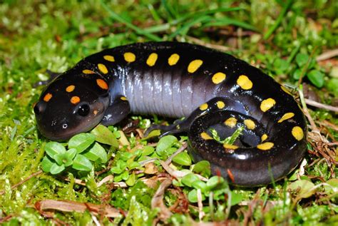 Spotted Salamander | Virginia DWR