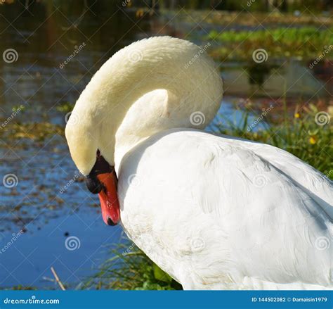 White Swan, Portrait and Feathers, Romantic Elegant Image Stock Photo - Image of nature, avian ...