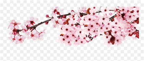 Sakura Png - Japanese Cherry Blossom Png Transparent, Png Download - vhv