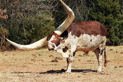 Are watusi cattle good to eat