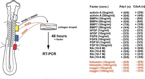 Lateral Plate Mesoderm | Semantic Scholar