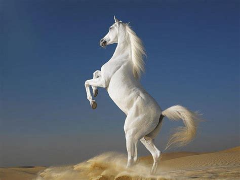 HD wallpaper: horse, animals, livestock, mammal, animal themes, animal wildlife | Wallpaper Flare