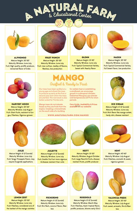 A few types of mangos : r/coolguides