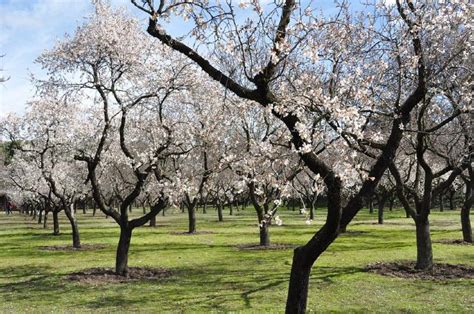 Complete Information About Almond Tree & How to Grow an Almond Tree