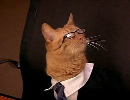 Lawyer cat Blank Template - Imgflip