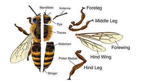 Parts Of A BEE: Useful Bee Anatomy With Pictures • 7ESL, 58% OFF