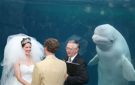 Something Borrowed, Something Beluga: The Story Of The Irresistible Beluga Whale Meme