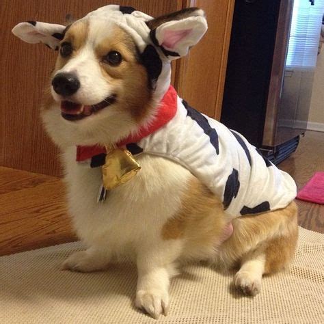 Corgis in Costumes!