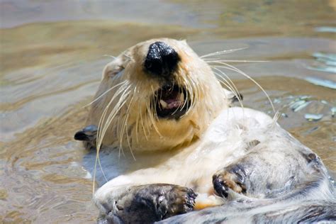 An albino river otter! | River otter, Animals, Animal faces