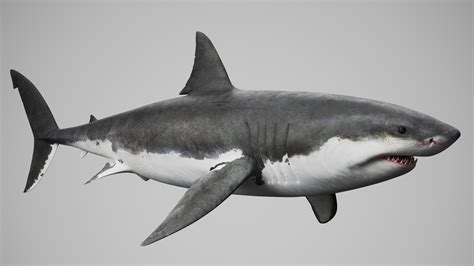 Great White Shark 3D model - TurboSquid 1717534