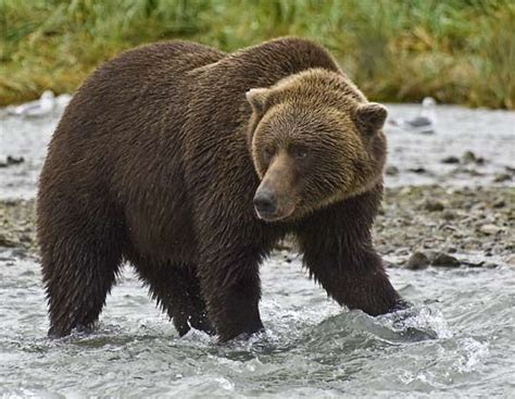 Know the Brown bear, its diet and habitat just click on to visit the website about animal facts ...