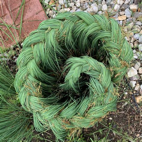 10 Blue Arrow Rush Grass Juncus inflexus Organically Grown | Etsy