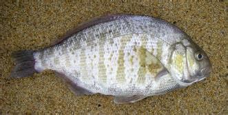 Surfperch Identification