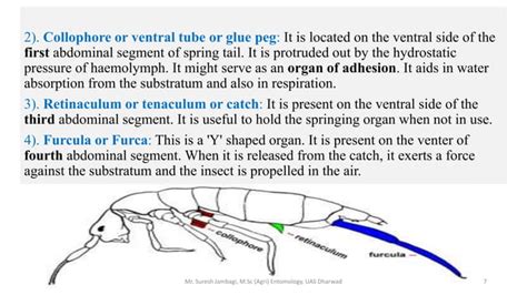 Insect abdomen and its appendages