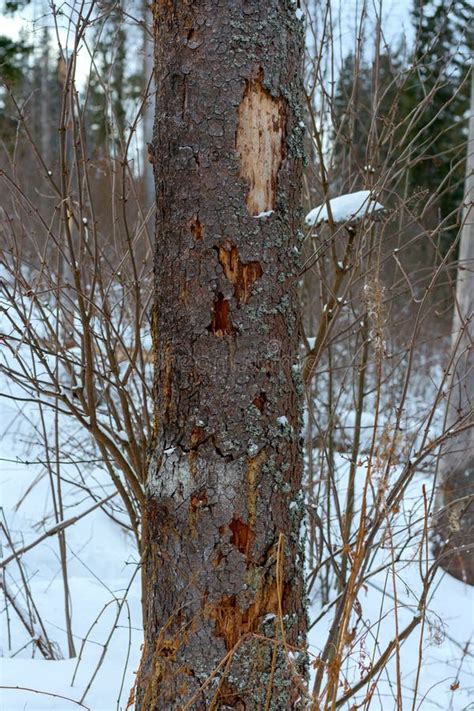 Damage On Tree After The European Spruce Bark Beetle Ips Typographus. European Spruce Bark ...