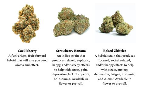 Cannabis Strain Lineages: History, Hybrids, and Future Diversity | Fine Fettle