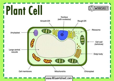 Plant Cell Parts and Structure