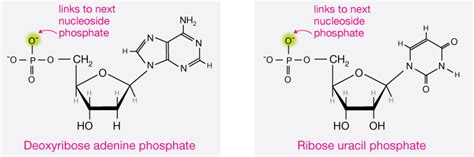 Nucleic acids